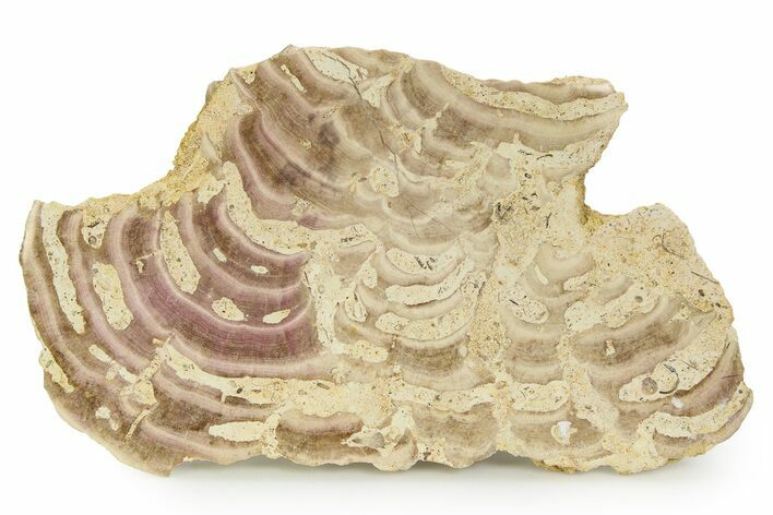 Polished Jurassic Fossil Sponge (Solenopora) - England #351254